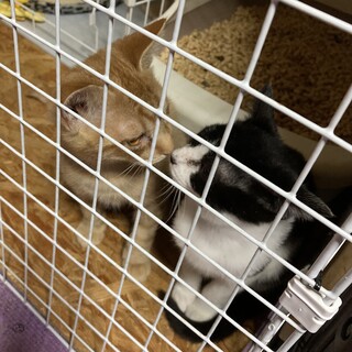 甘えたちゃんなハチワレ女の子のクーちゃん♡