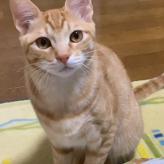 甘えん坊でわんぱくな男の子テモくん