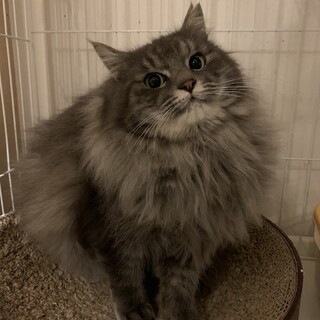ゴージャスな長毛猫さん