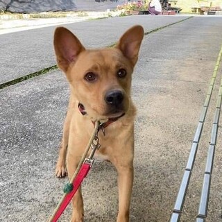 吠えなし、留守番可能、中型犬雑種男の子