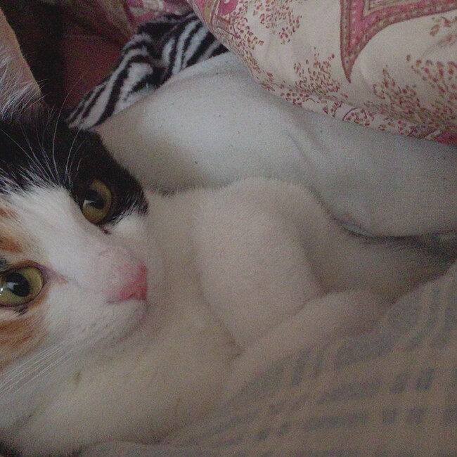 ここワンちゃんずのカバー写真