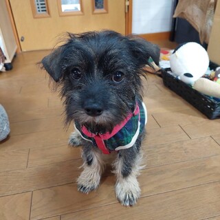 まるでブリュッセルグリフォン？！の女の子