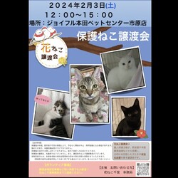花ねこ譲渡会