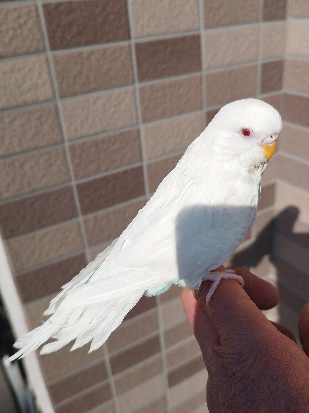 ジャンボセキセイインコ 」兵庫県 - 鳥の里親募集(482210) :: ペットの