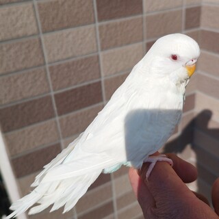 ジャンボセキセイインコ　