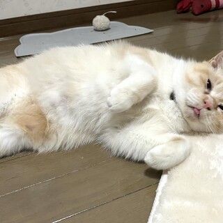 ゴロスリの男の子です
