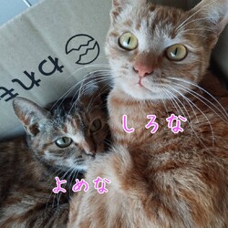 【子ねこ多数】保護猫譲渡会@大阪枚方 サムネイル2