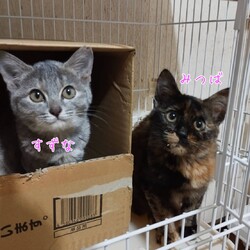 【子ねこ多数】保護猫譲渡会@大阪枚方 サムネイル3