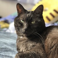 ジーニー