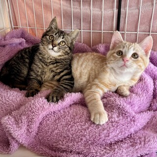 スリゴロパステル茶トラとおとなしいキジトラ子猫♡