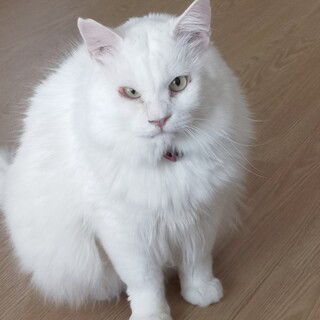 3回の手術を乗り越え元気になった甘えん坊ちゃん