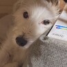 私の可愛い子