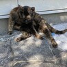 去年家族になったレディ