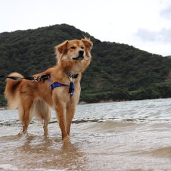 「兄弟犬たちの飼い主様いつでも連絡お待ちしています！」サムネイル3