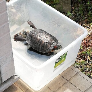 ミドリガメ2匹の里親さんを探しています