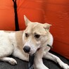 ちょこまか若さん サムネイル5