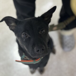 遊ぶの大好き♡イケメンあんこくん