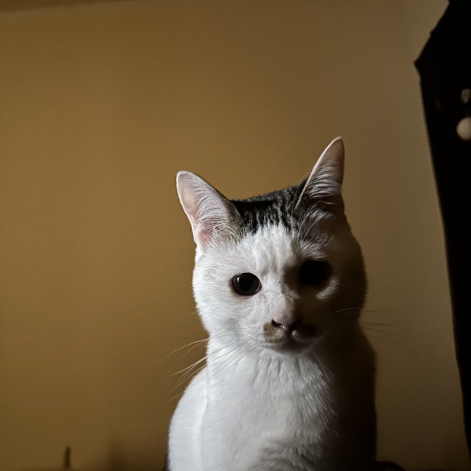 ししゃものカバー写真