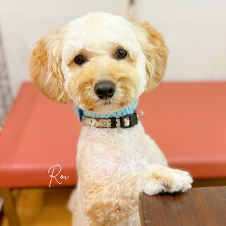 【緊急】マルプー1歳♪ 元気いっぱい甘えん坊★☆