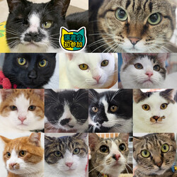 20匹の猫います！愛知県みよし市