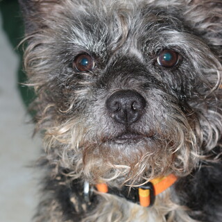 シュナプー5歳雌、新たな飼い主募集中です