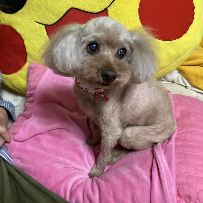 肉球MAXのカバー写真