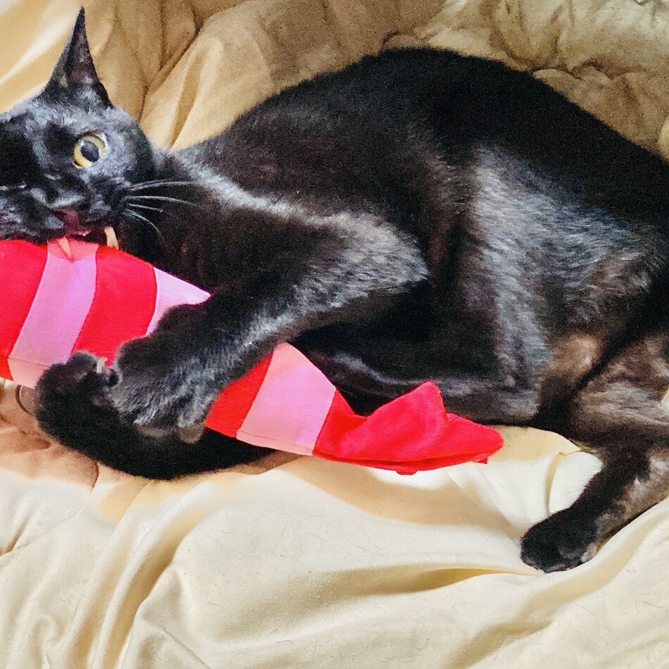 ヤマトのカバー写真