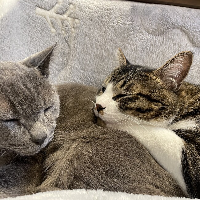 ぽちぱのカバー写真