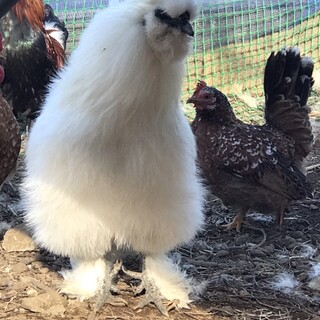 白烏骨鶏(オス)2羽の里親募集