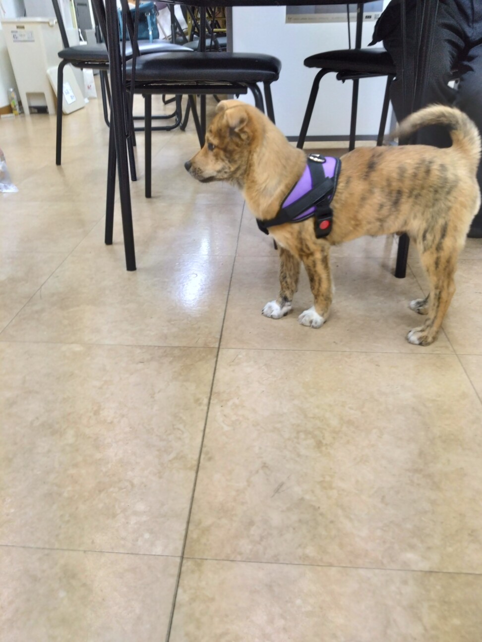 トラ柄の野犬子犬のジャンくん サムネイル3