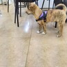 トラ柄の野犬子犬のジャンくん サムネイル3