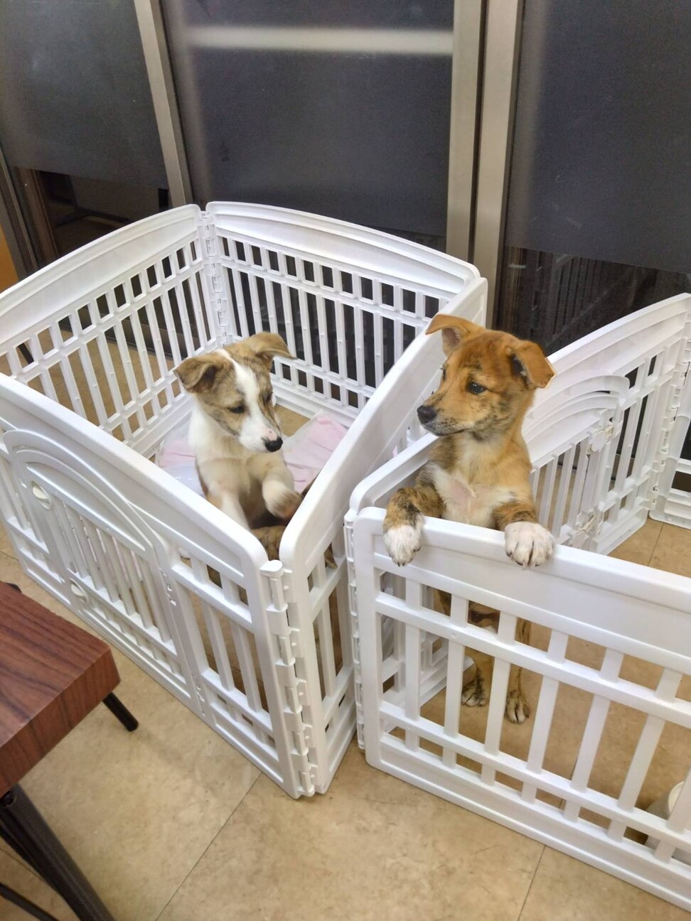 トラ柄の野犬子犬のジャンくん サムネイル5