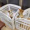 トラ柄の野犬子犬のジャンくん サムネイル5