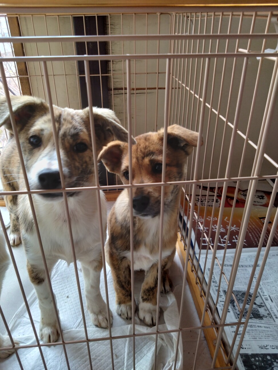 トラ柄の野犬子犬のジャンくん サムネイル6