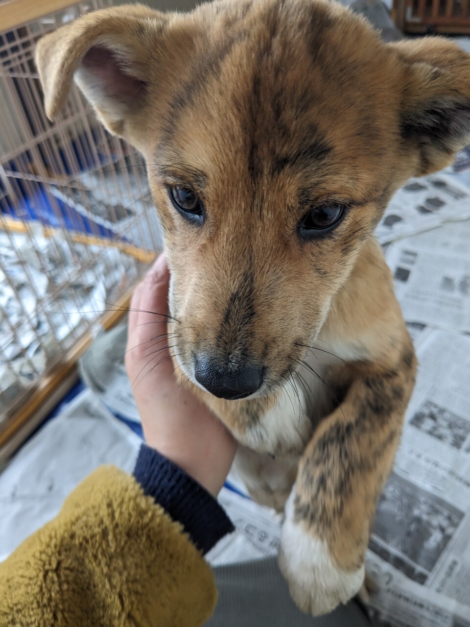 トラ柄の野犬子犬のジャンくん サムネイル4