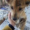 トラ柄の野犬子犬のジャンくん サムネイル4