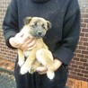 割と人馴れした兄妹子犬たち（推定2カ月） サムネイル2