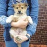 割と人馴れした兄妹子犬たち（推定2カ月） サムネイル3
