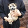 割と人馴れした兄妹子犬たち（推定2カ月） サムネイル4