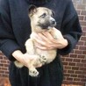 割と人馴れした兄妹子犬たち（推定2カ月） サムネイル5
