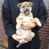 割と人馴れした兄妹子犬たち（推定2カ月） サムネイル6