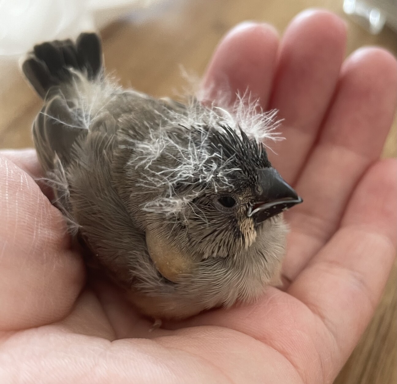 ノーマルキンカチョウのヒナ」東京都 - 鳥の里親募集(482264) 1枚目の