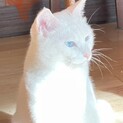 愛嬌のある白猫ブロンちゃん里親様募集中