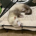 フェレット  メス  生後7ヶ月
