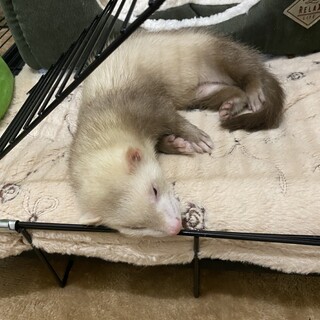 フェレット  メス  生後7ヶ月