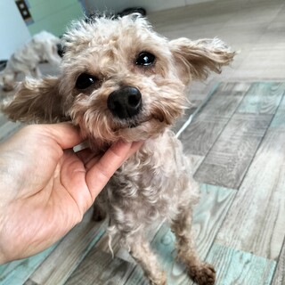 トイプードル　男の子♂　6歳