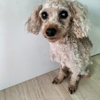 トイプードル　男の子♂　6歳