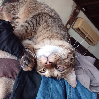 人が大好き、あんよと尻尾が短い好男子