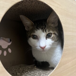 白サバ　男の子　8ヶ月