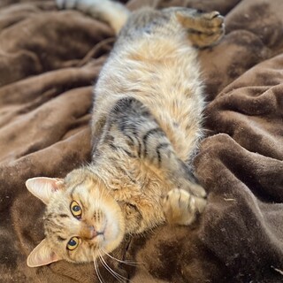 お膝も腕枕も大好き　ずっとベッタリ　こまちゃん